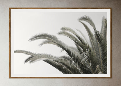 Natural Wood Kiaat framed artwork of a palm tree tree with a clear sky by Francoise V Fine Art Gallery in Cape Town, South Africa