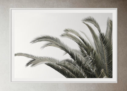 White box-framed artwork print of a palm tree with a clear sky by Francoise V Fine Art Gallery in Cape Town, South Africa