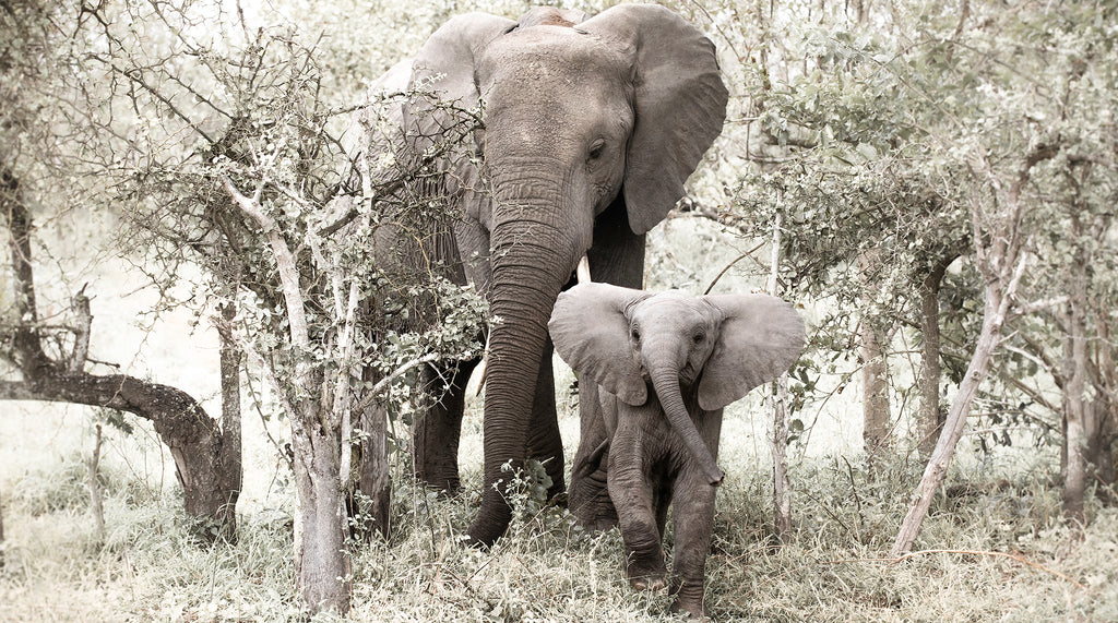 Artwork print of a portrait of an elephant and her calf by Francoise V Fine Art Gallery in Cape Town, South Africa