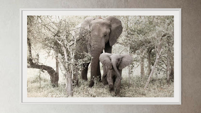 White box-framed artwork print of a portrait of an elephant and her calf by Francoise V Fine Art Gallery in Cape Town, South Africa.