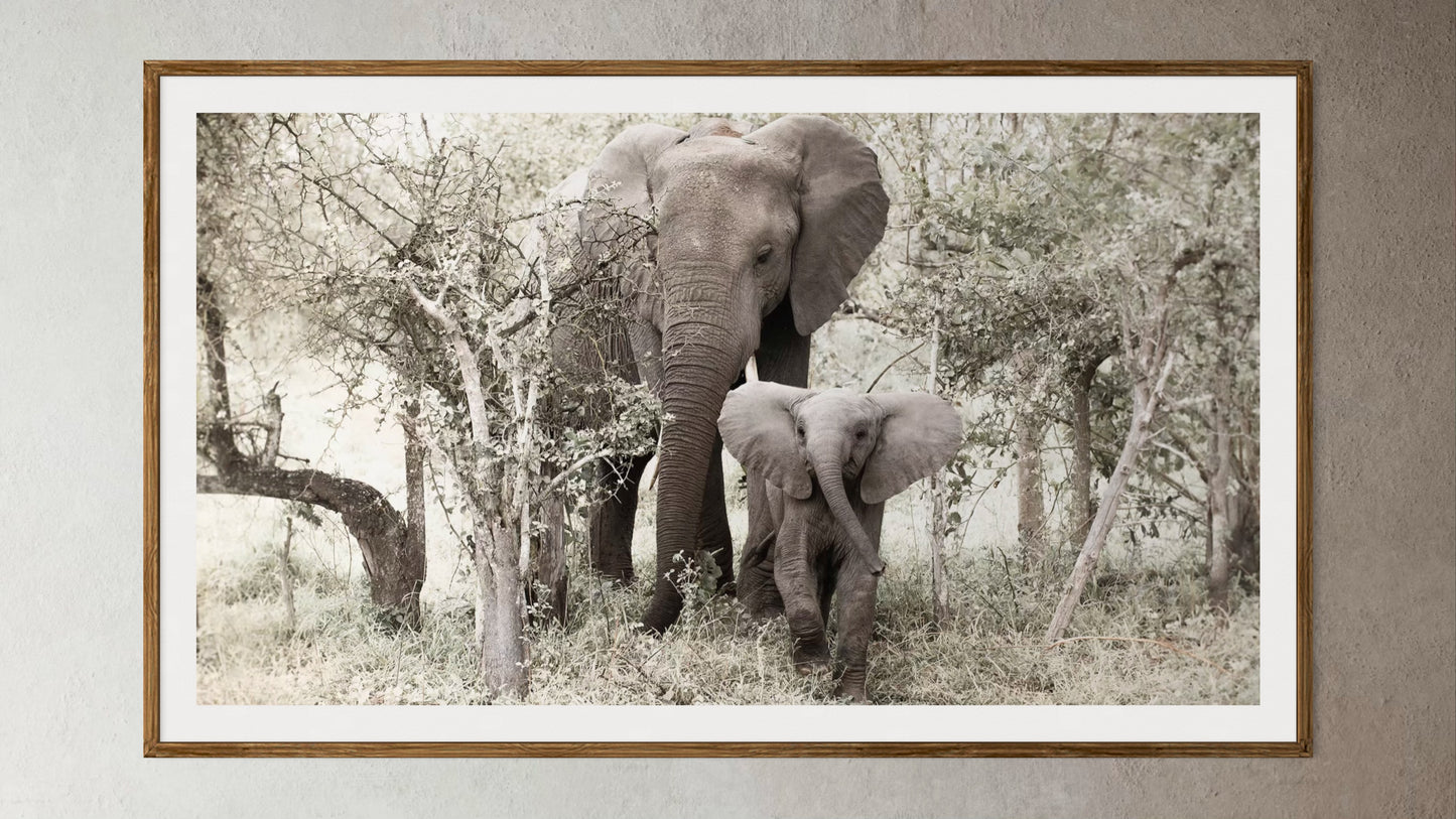 Natural Wood Kiaat framed artwork of a portrait of an elephant and her calf by Francoise V Fine Art Gallery in Cape Town, South Africa
