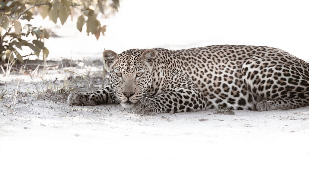 Artwork print of a portrait of a leopard in the shade by Francoise V Fine Art Gallery in Cape Town, South Africa
