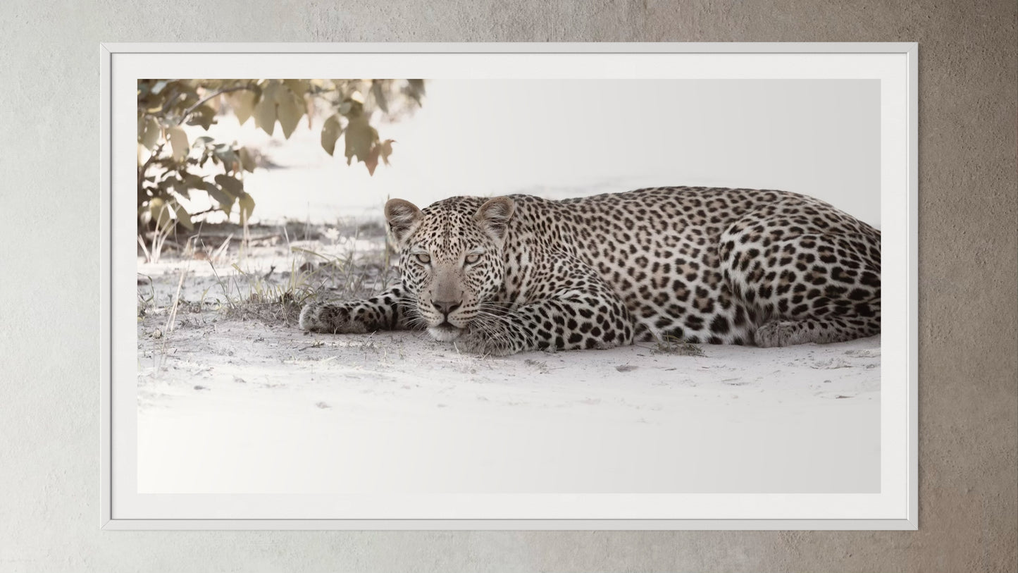 White box-framed artwork print of a portrait of a leopard in the shade by Francoise V Fine Art Gallery in Cape Town, South Africa