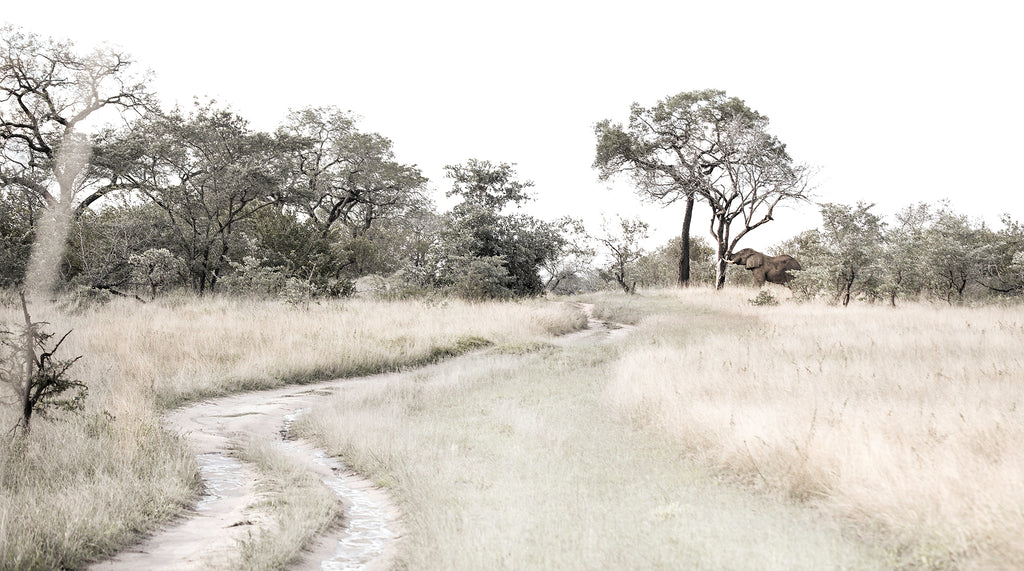 Artwork print of a portrait of a savannah landscape by Francoise V Fine Art Gallery in Cape Town, South Africa