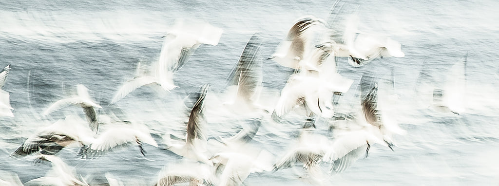 Artwork print of a portrait of palm trees with a Flock of birds flying over a snowy landscape by Francoise V Fine Art Gallery in Cape Town, South Africa