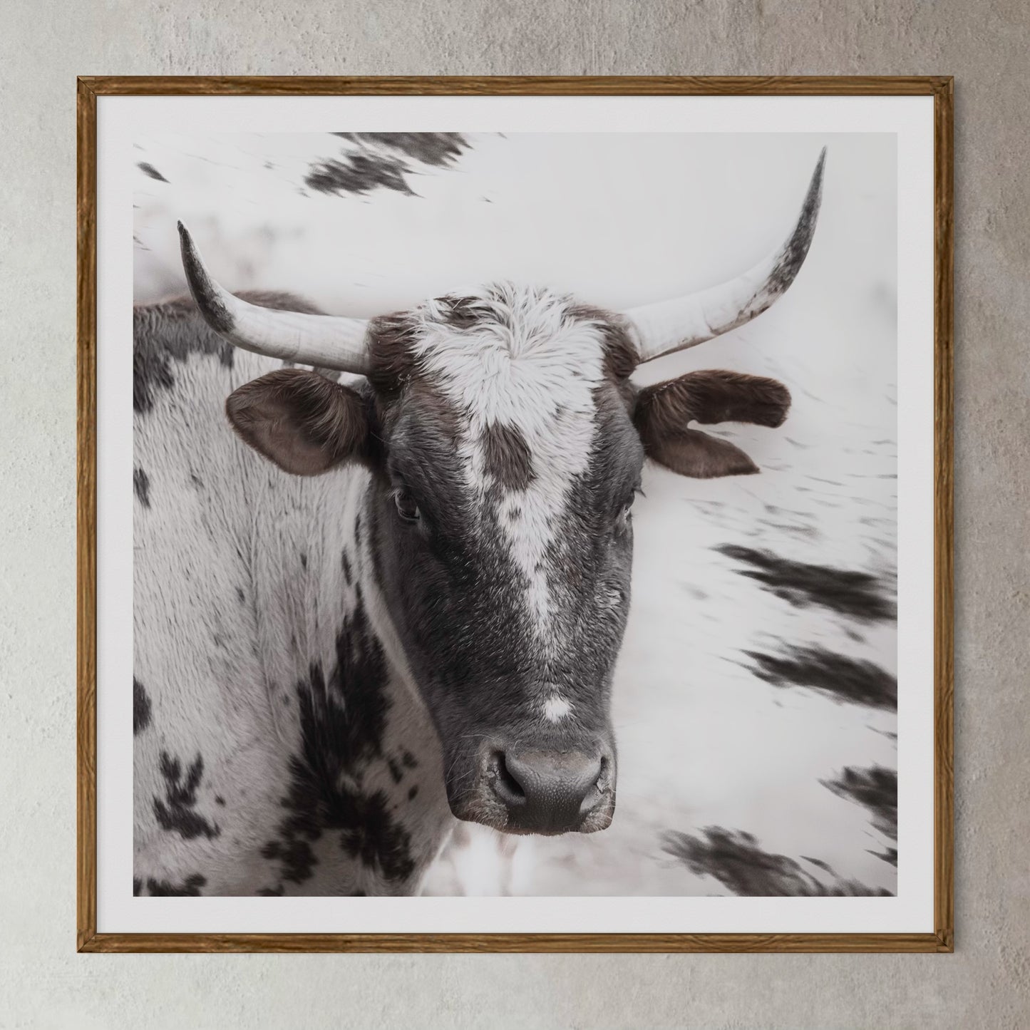 Natural Wood Kiaat framed artwork of a portrait of an Nguni cow by Francoise V Fine Art Gallery in Cape Town, South Africa