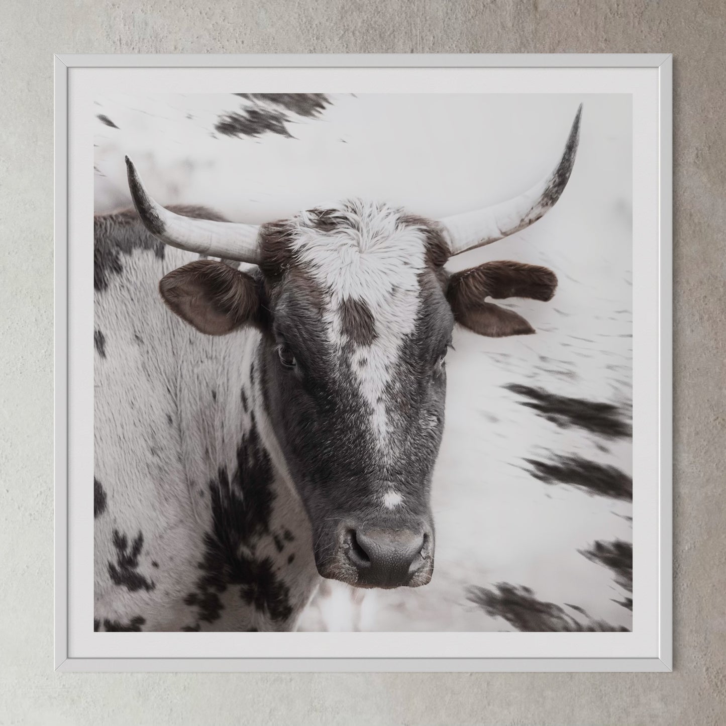 White box-framed artwork print of a portrait of an Nguni cow by Francoise V Fine Art Gallery in Cape Town, South Africa