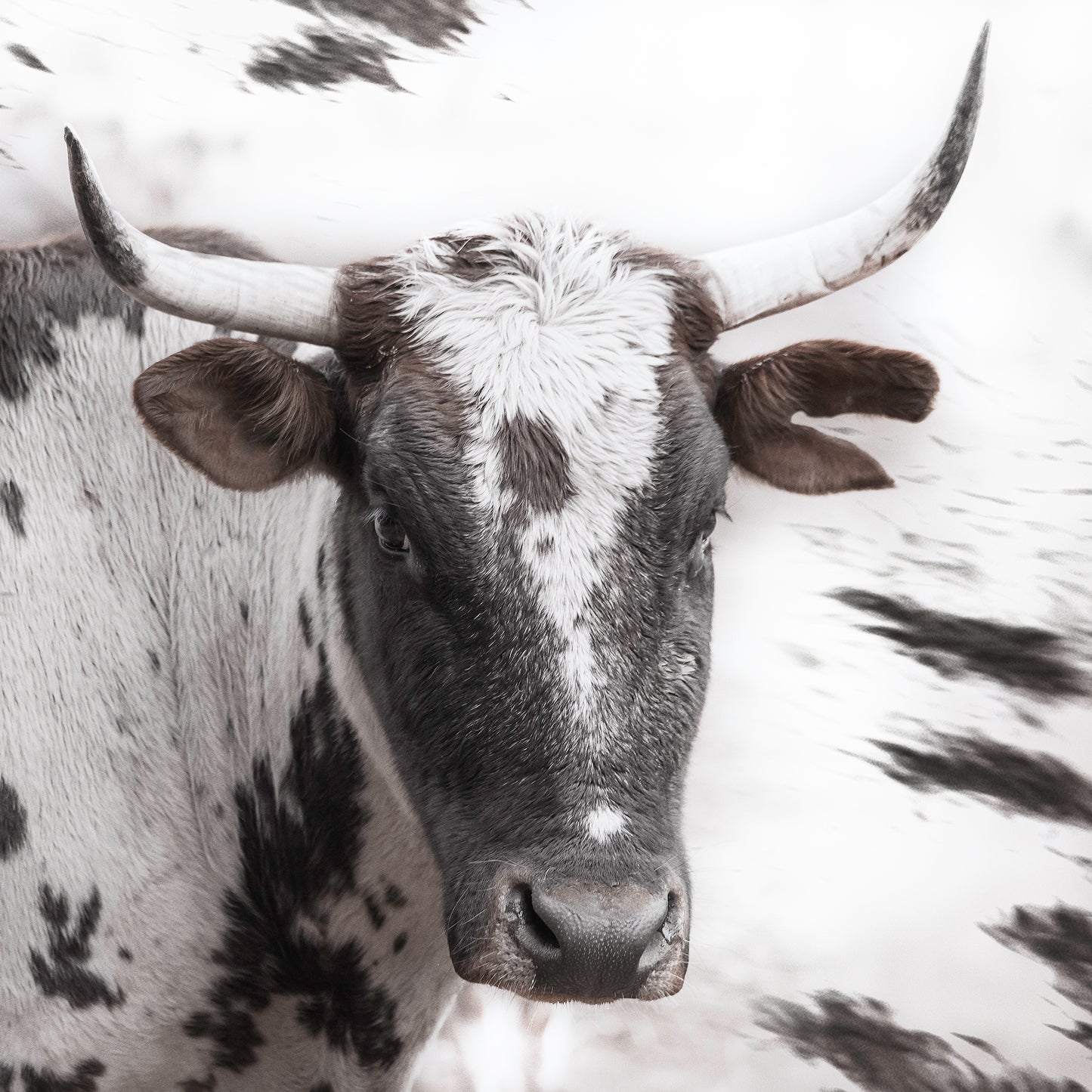 Artwork print of a portrait of a Nguni cow by Francoise V Fine Art Gallery in Cape Town, South Africa