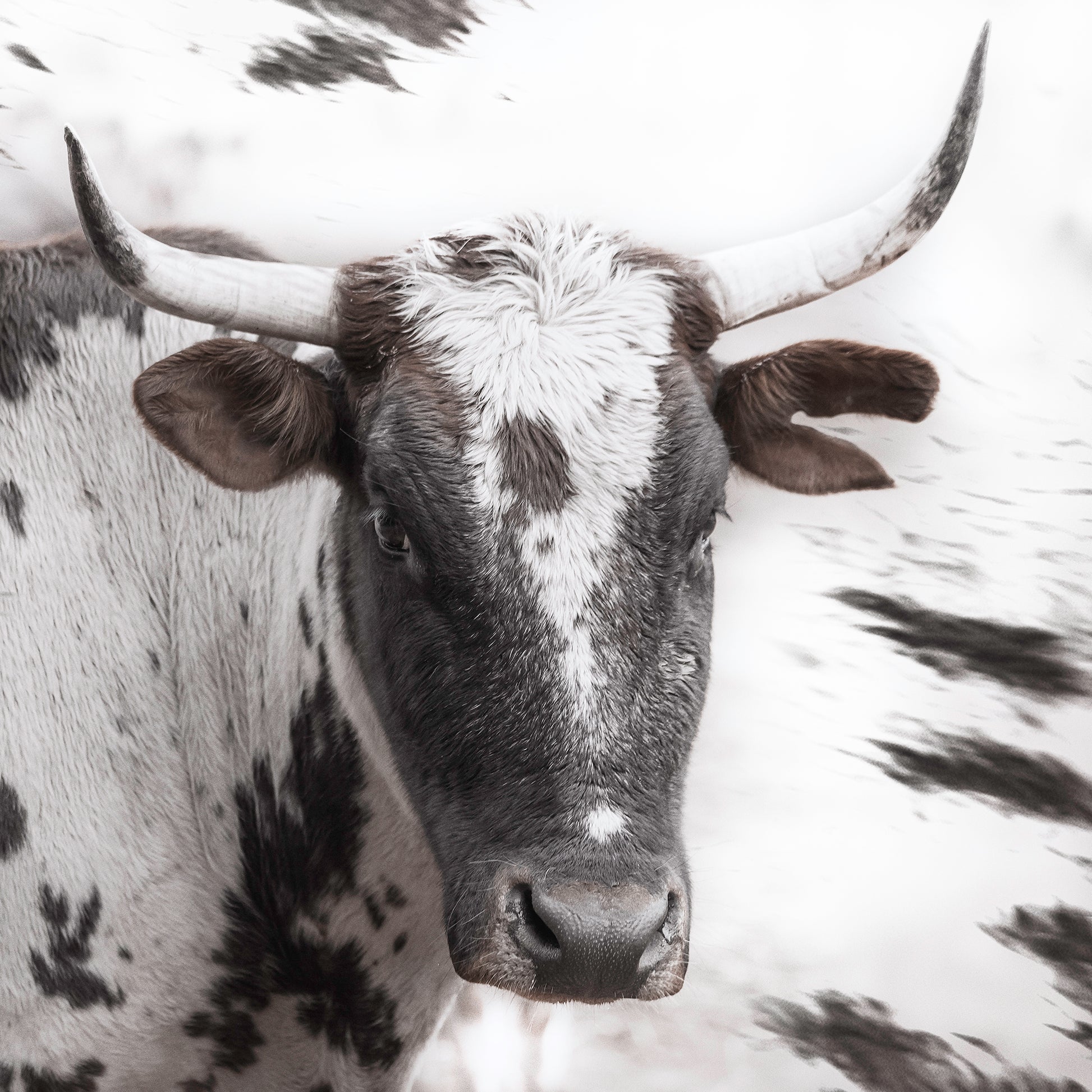 Artwork print of a portrait of a Nguni cow by Francoise V Fine Art Gallery in Cape Town, South Africa