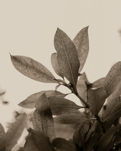 Artwork print of a close-up of leaves with detailed texture by Francoise V Fine Art Gallery in Cape Town, South Africa.