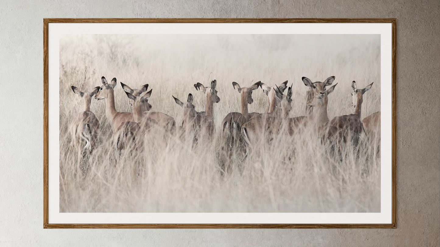 Natural Wood Kiaat framed artwork of a portrait of a herd of Springbok in tall grass by Francoise V Fine Art Gallery in Cape Town, South Africa