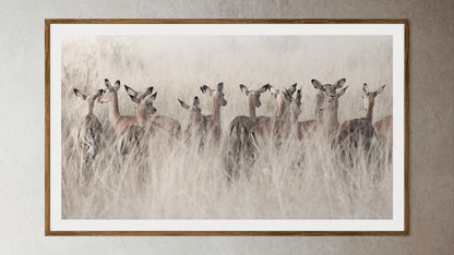Natural Wood Kiaat framed artwork of a portrait of a herd of Springbok in tall grass by Francoise V Fine Art Gallery in Cape Town, South Africa