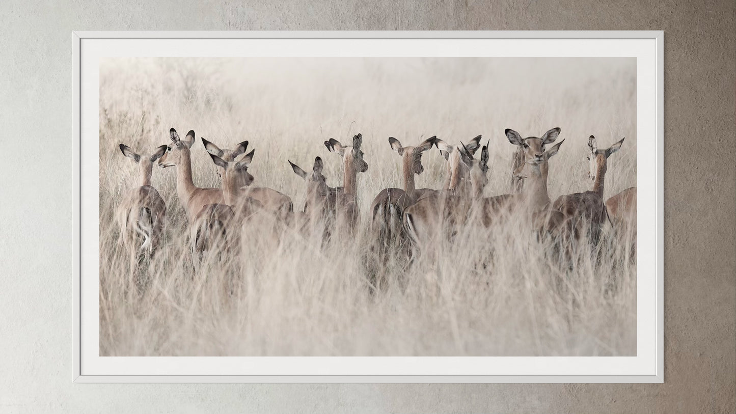 White box-framed artwork print of a portrait of a herd of Springbok in tall grass by Francoise V Fine Art Gallery in Cape Town, South Africa