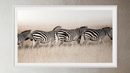 White box-framed artwork print of a portrait of four zebras in a line by Francoise V Fine Art Gallery in Cape Town, South Africa