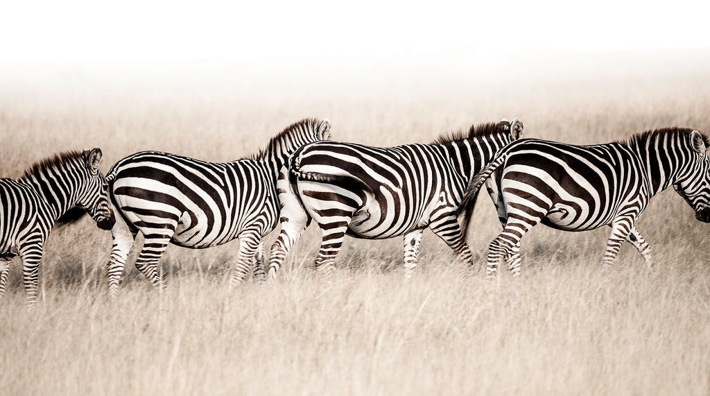 Artwork print of a portrait of 4 zebras walking in a line by Francoise V Fine Art Gallery in Cape Town, South Africa