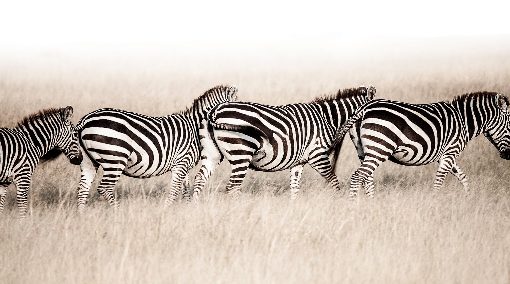 Artwork print of a portrait of 4 zebras walking in a line by Francoise V Fine Art Gallery in Cape Town, South Africa