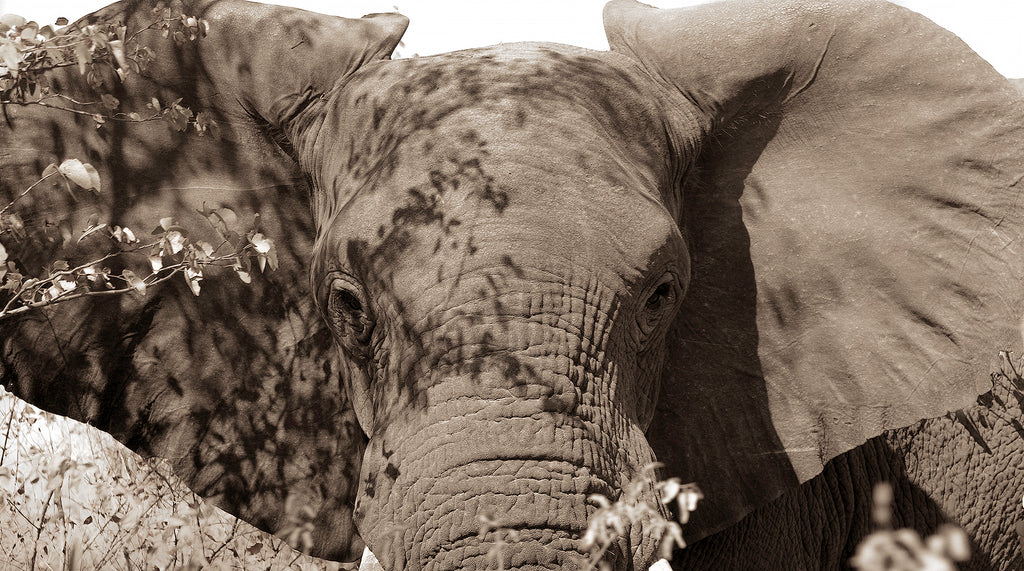 Artwork print of a portrait of an elephant by Francoise V Fine Art Gallery in Cape Town, South Africa