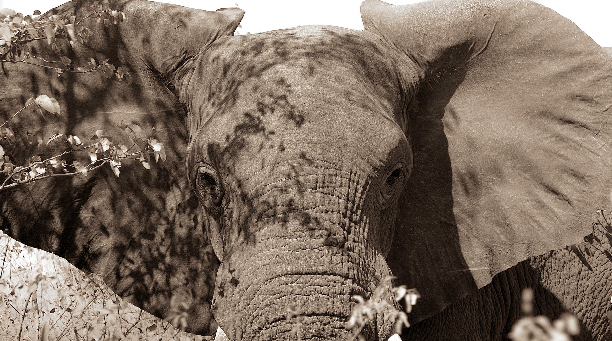 Artwork print of a portrait of an elephant by Francoise V Fine Art Gallery in Cape Town, South Africa