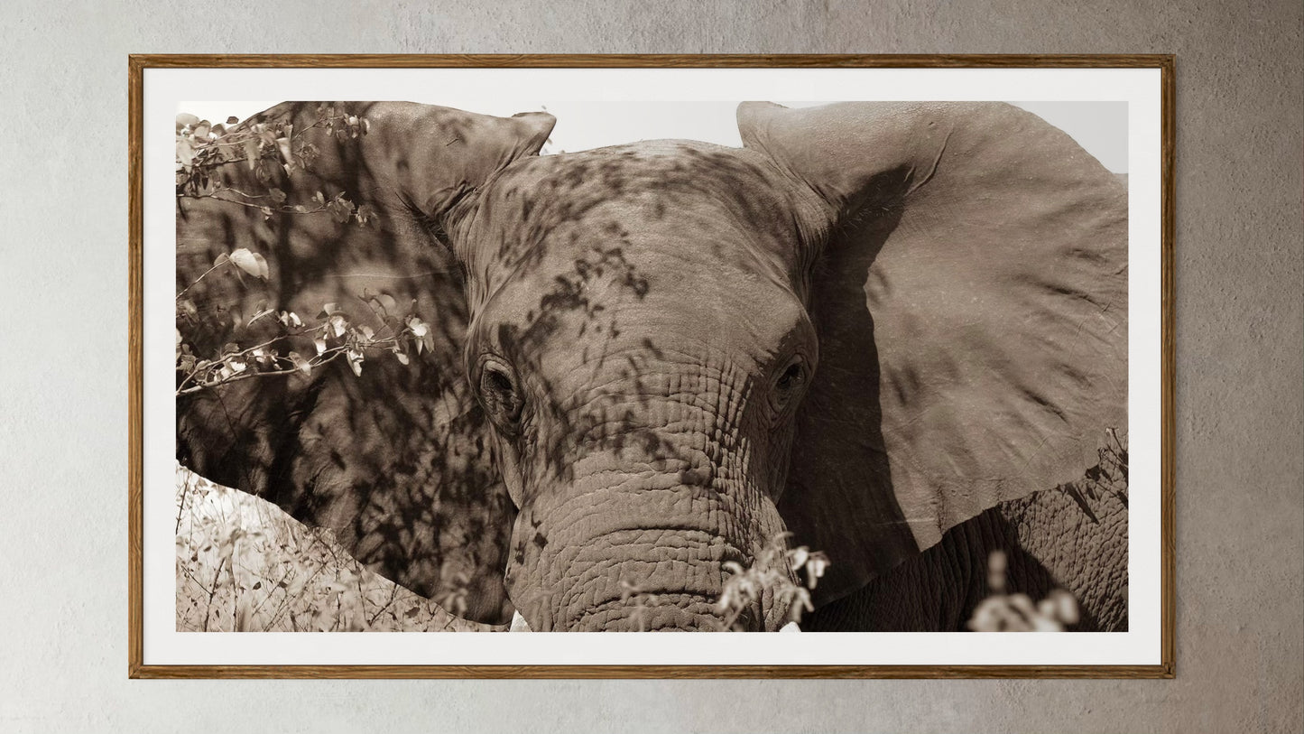 Natural Wood Kiaat framed artwork of a portrait of an elephant by Francoise V Fine Art Gallery in Cape Town, South Africa
