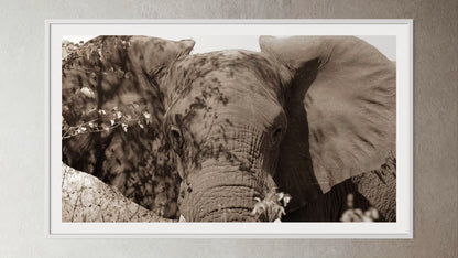 White box-framed artwork print of a portrait of an elephant by Francoise V Fine Art Gallery in Cape Town, South Africa