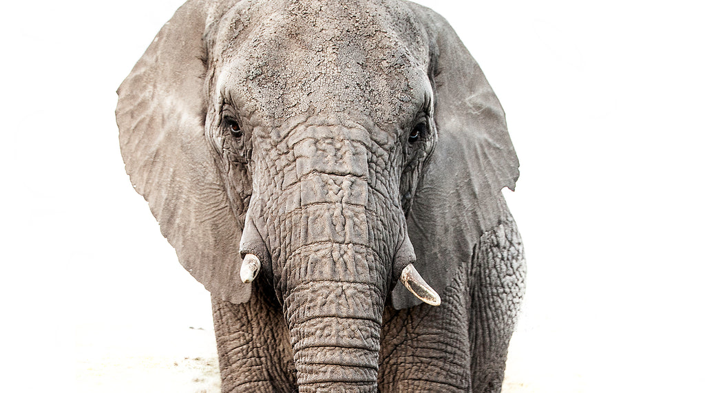 Artwork print of a portrait of an elephant by Francoise V Fine Art Gallery in Cape Town, South Africa