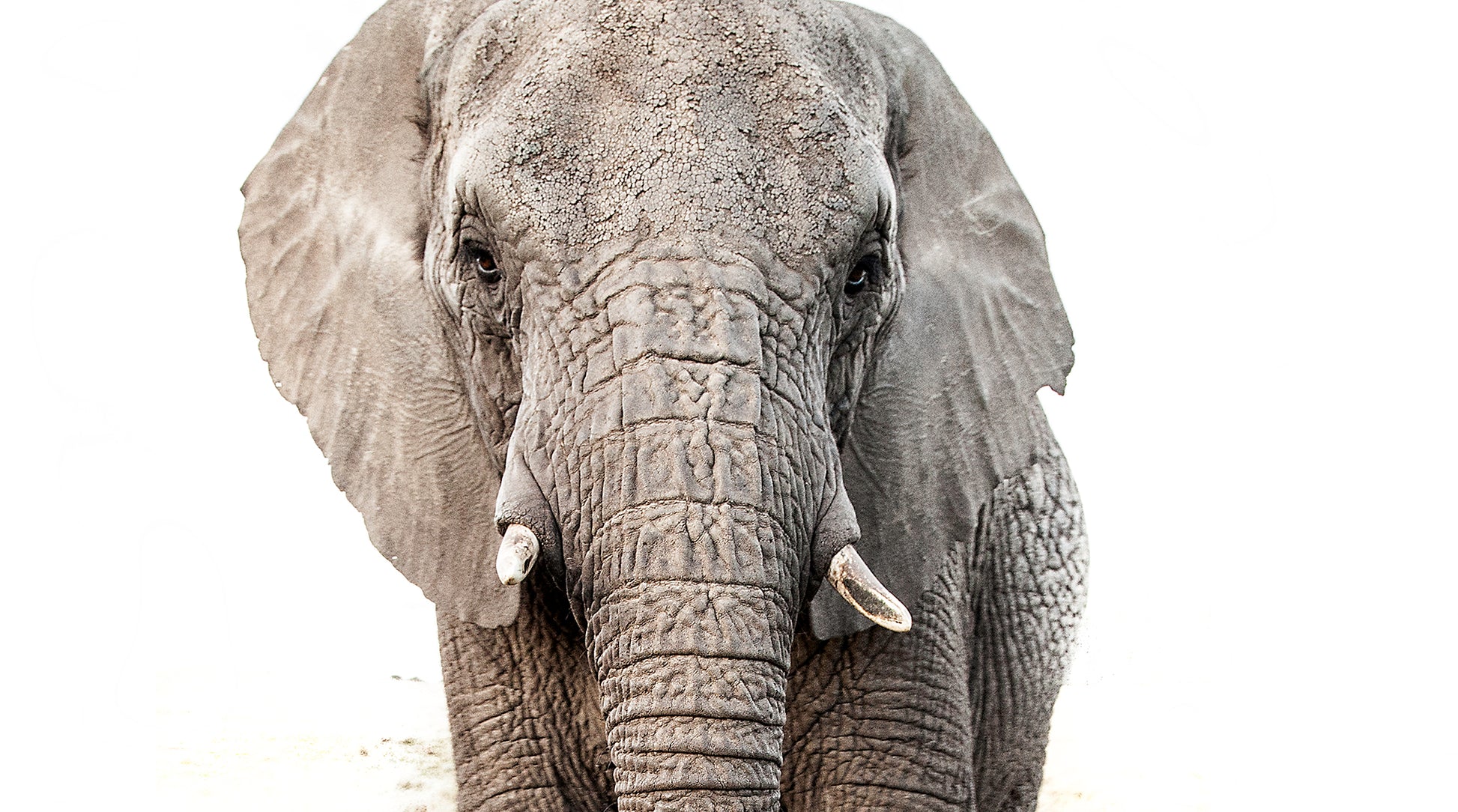 Artwork print of a portrait of an elephant by Francoise V Fine Art Gallery in Cape Town, South Africa