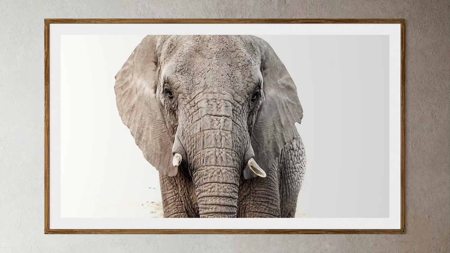 Natural Wood Kiaat framed artwork of a portrait of an elephant by Francoise V Fine Art Gallery in Cape Town, South Africa