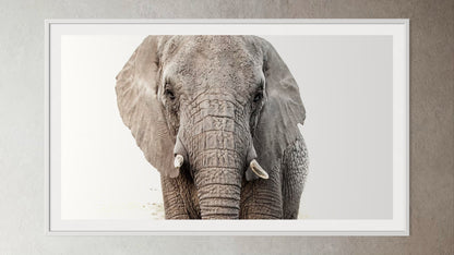 White box-framed artwork print of a portrait of an elephant by Francoise V Fine Art Gallery in Cape Town, South Africa