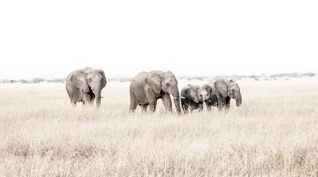 Artwork print of a portrait of a family of elephants walking through grass by Francoise V Fine Art Gallery in Cape Town, South Africa