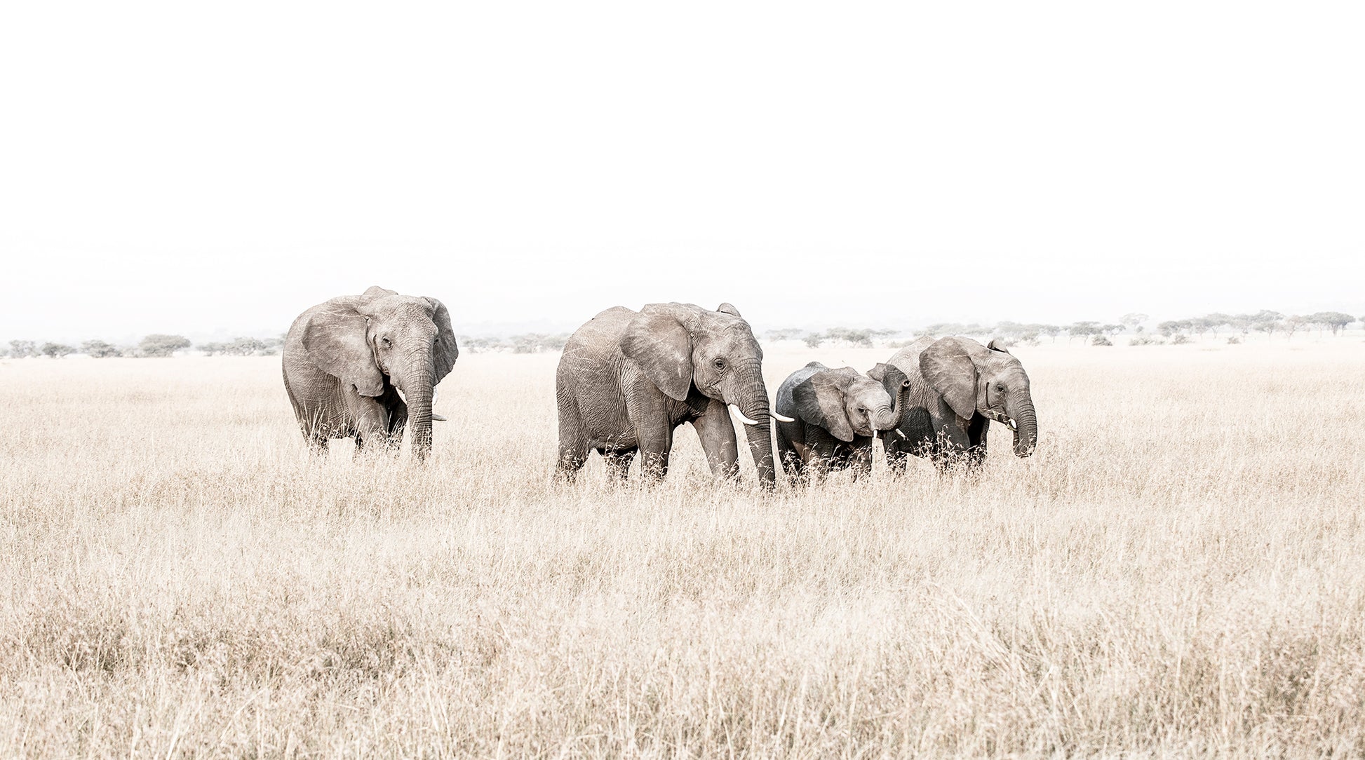 Artwork print of a portrait of a family of elephants walking through grass by Francoise V Fine Art Gallery in Cape Town, South Africa