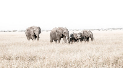 Artwork print of a portrait of a family of elephants walking through grass by Francoise V Fine Art Gallery in Cape Town, South Africa