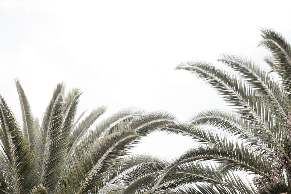 Artwork print of a portrait of palm trees with a clear sky by Francoise V Fine Art Gallery in Cape Town, South Africa
