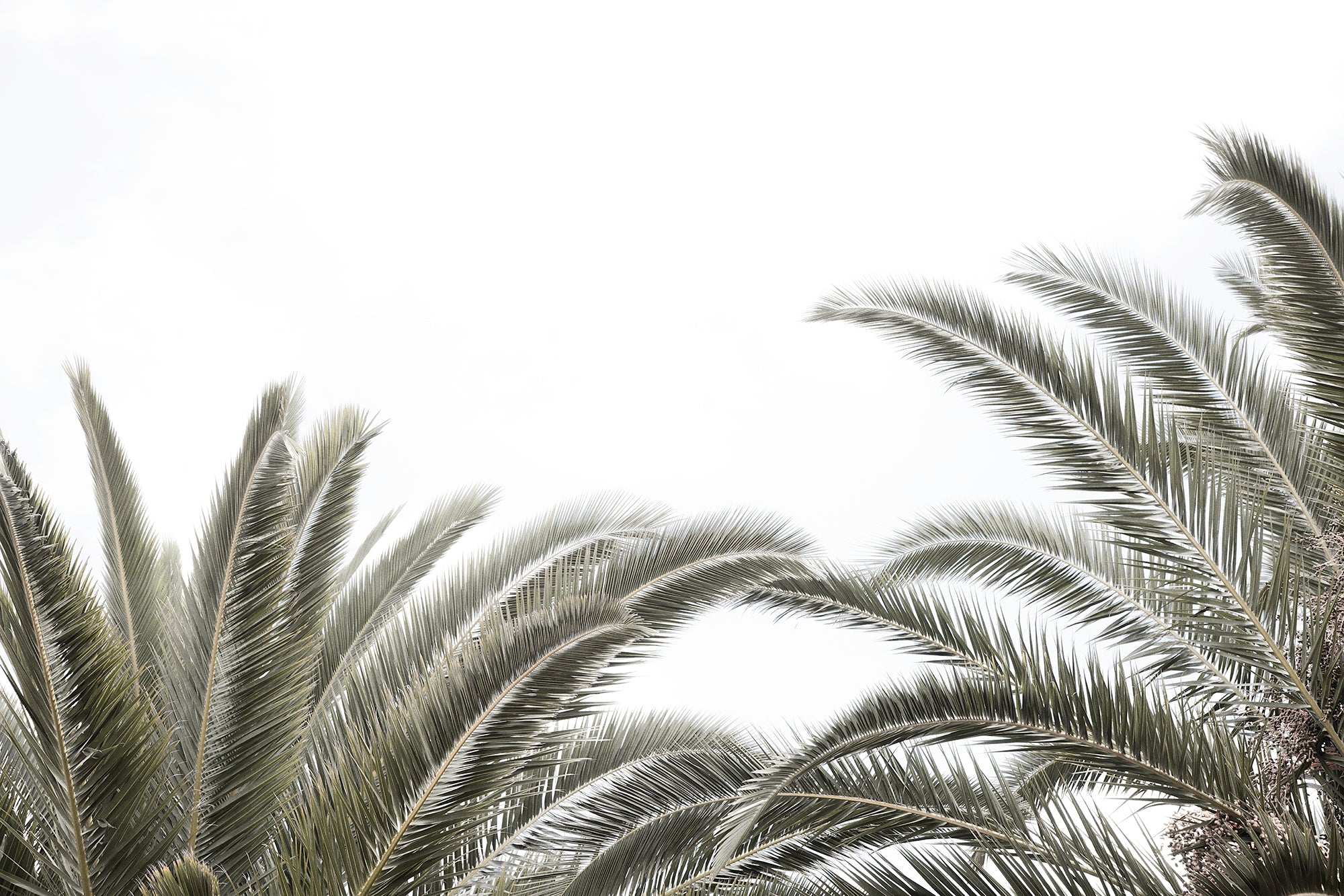 Artwork print of a portrait of palm trees with a clear sky by Francoise V Fine Art Gallery in Cape Town, South Africa