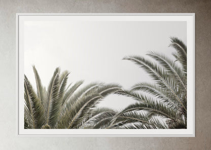 White box-framed artwork print of palm trees with a clear sky by Francoise V Fine Art Gallery in Cape Town, South Africa
