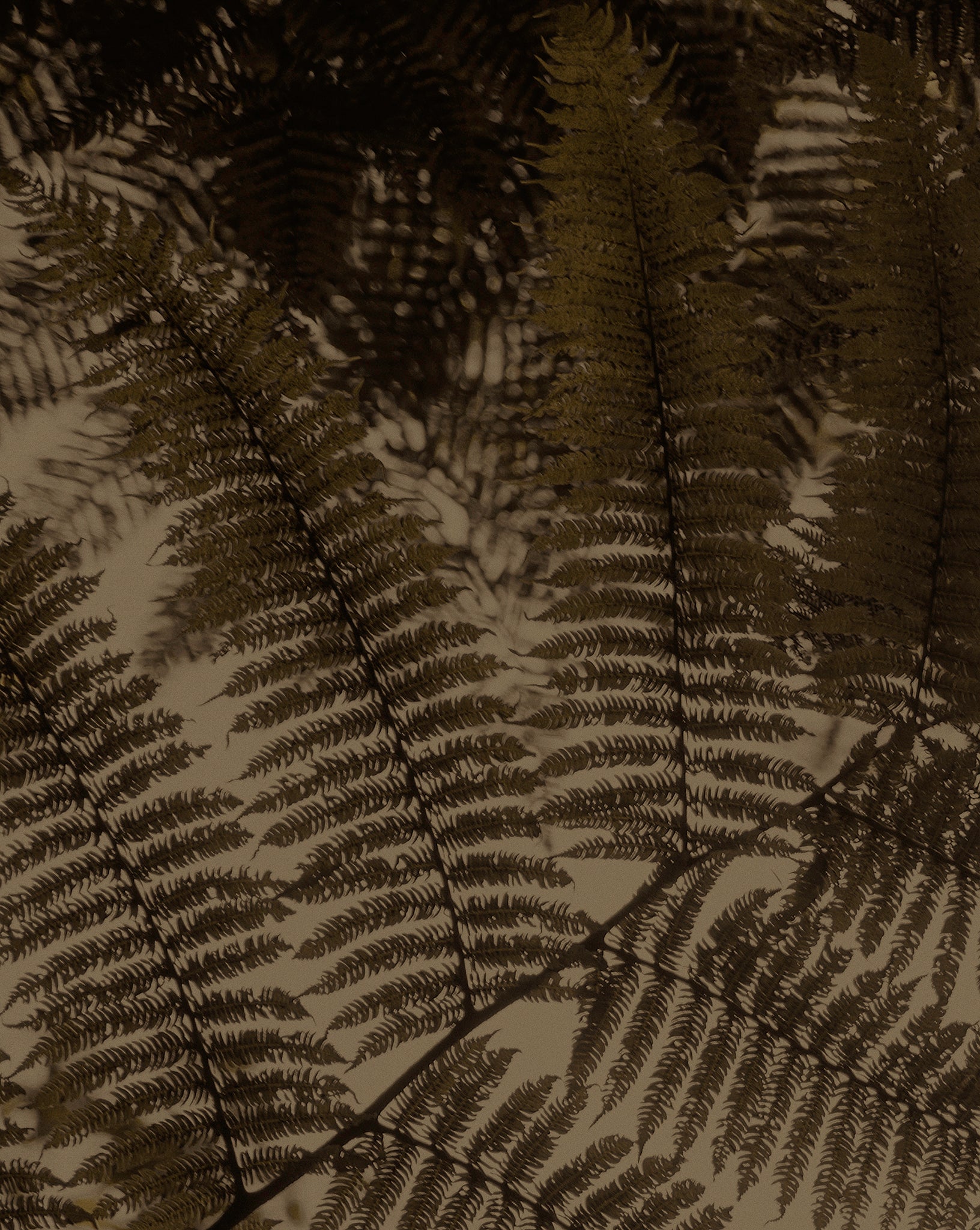 Earthy artwork print of close-up of ferns by Francoise V Fine Art Gallery in Cape Town, South Africa. 