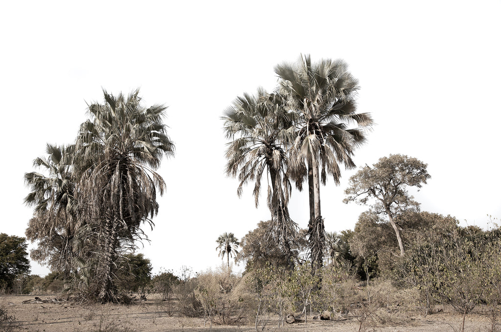 Artwork print of a portrait of palm trees with a clear sky by Francoise V Fine Art Gallery in Cape Town, South Africa