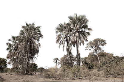 Artwork print of a portrait of palm trees with a clear sky by Francoise V Fine Art Gallery in Cape Town, South Africa