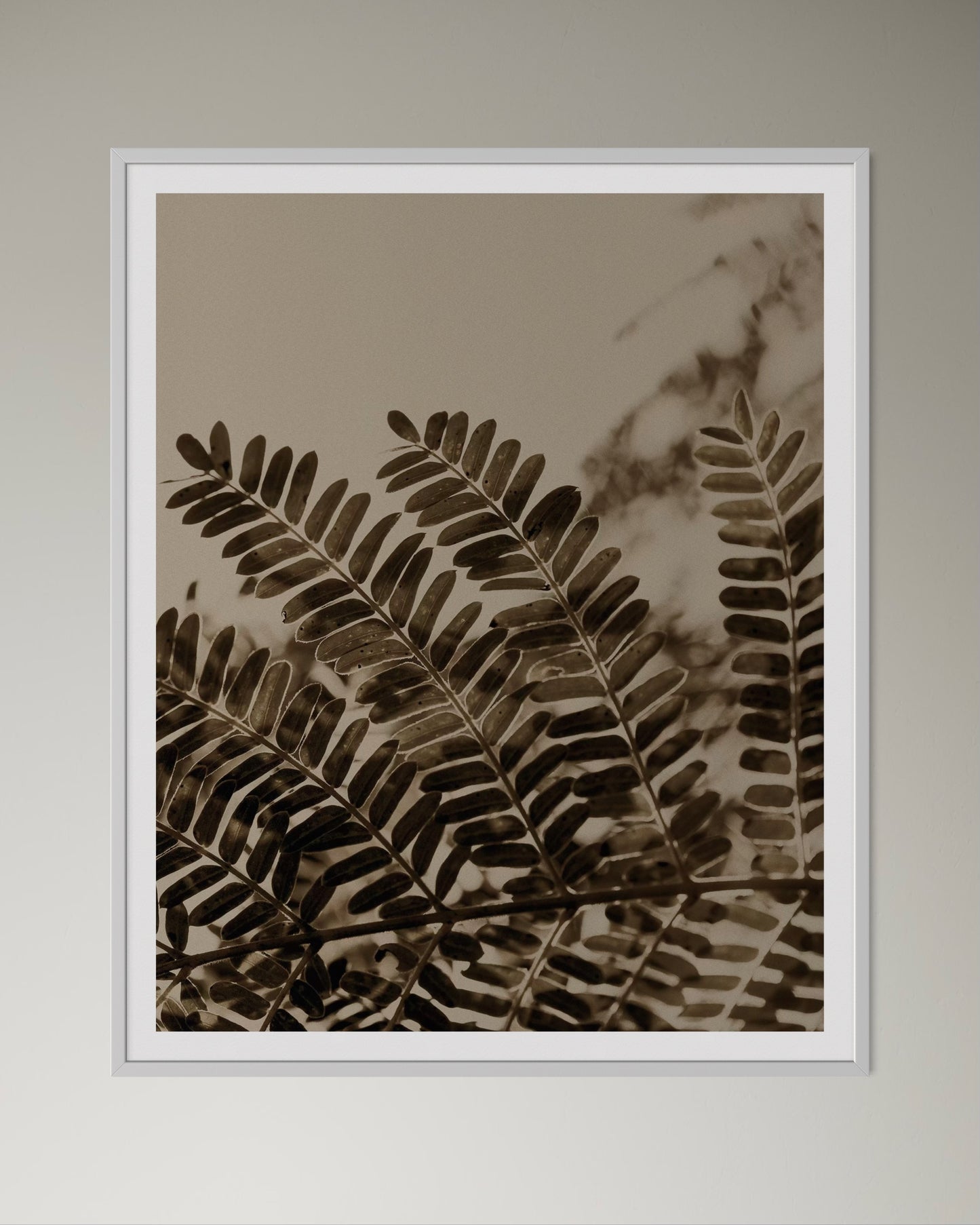 White box-framed acacia leaves artworks on the wall by Francoise V Fine Art Gallery in Cape Town, South Africa