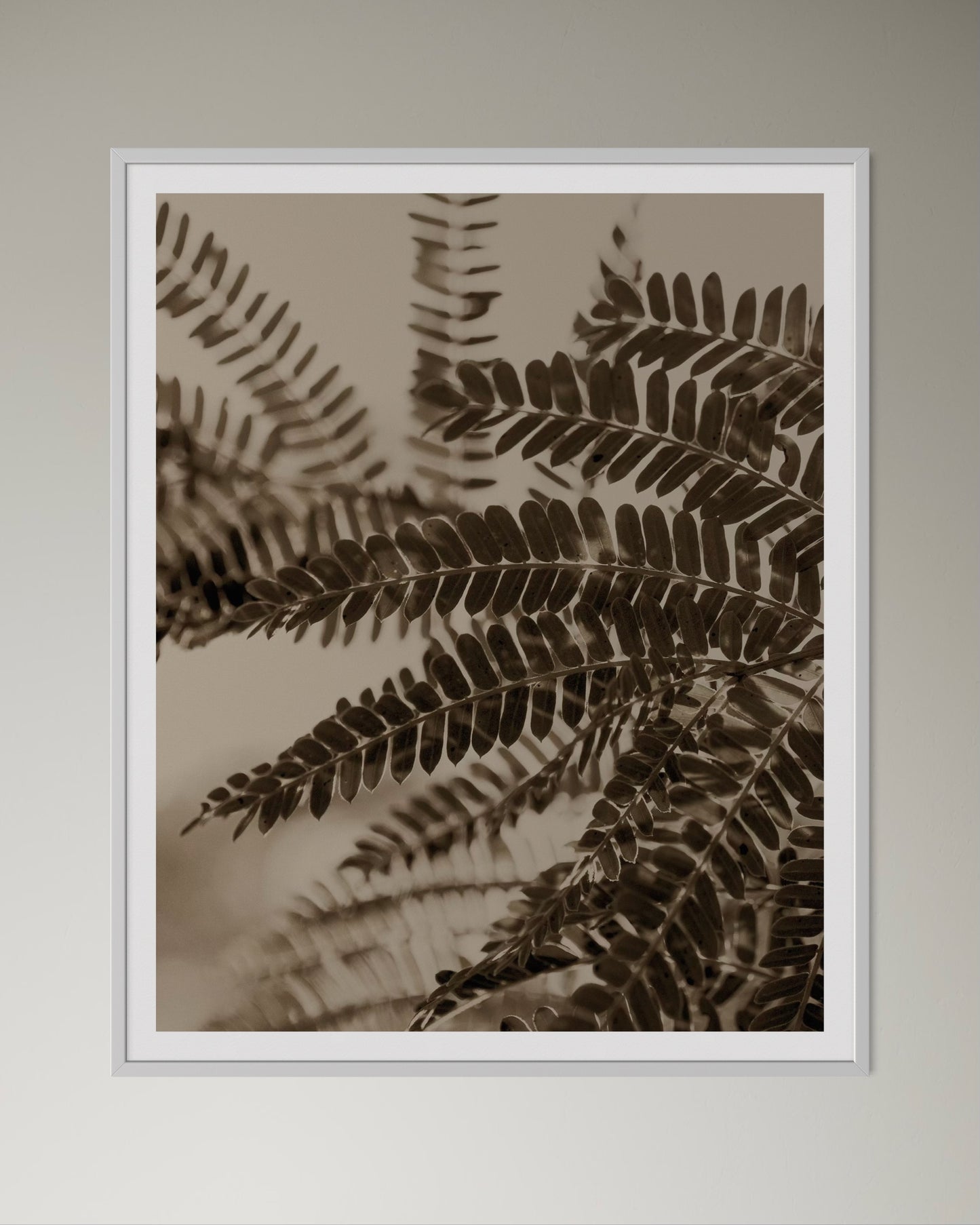 White box-framed sepia-toned photograph of acacia leaves on a plain wall by Francoise V Fine Art Gallery in Cape Town, South Africa.