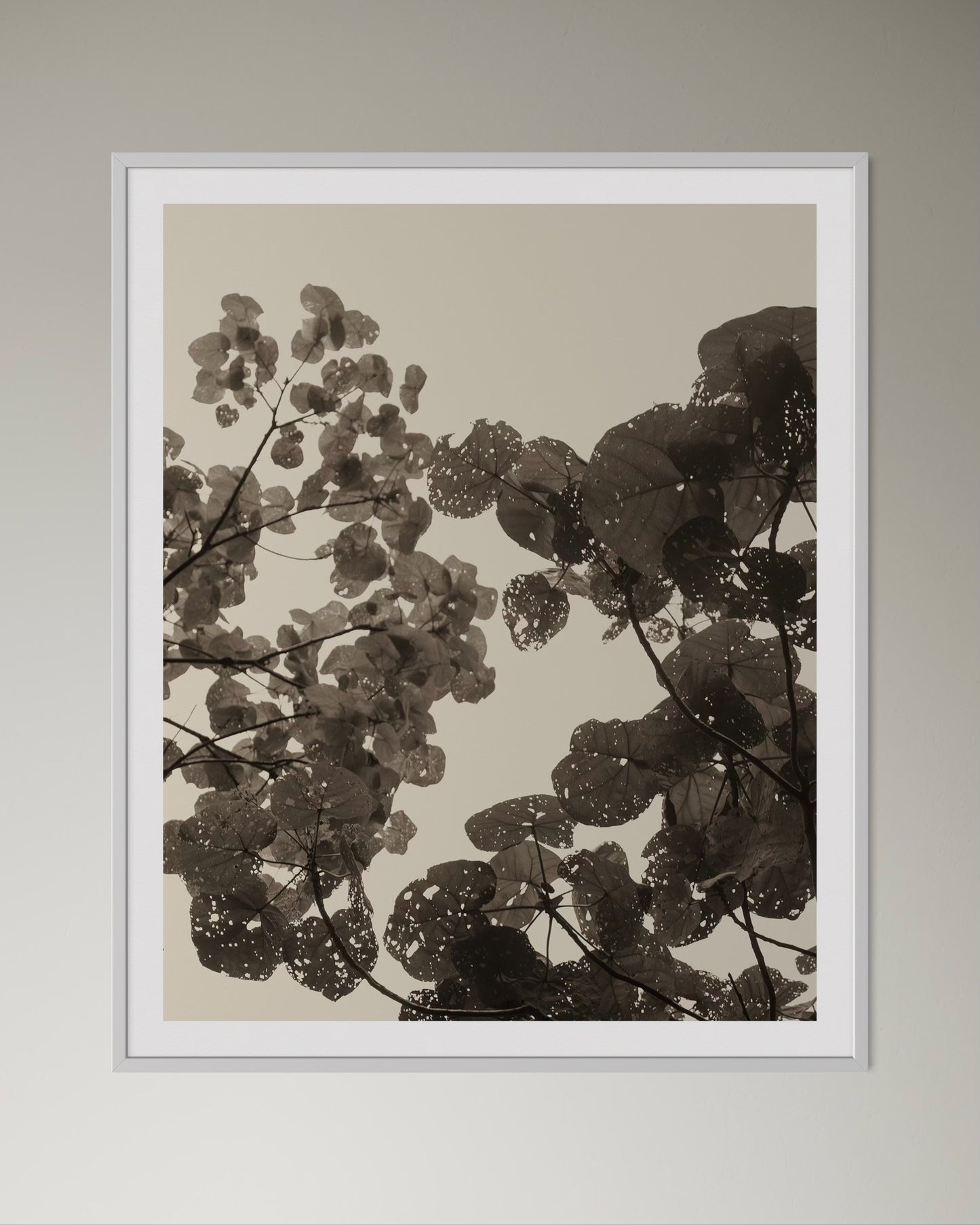 White box-framed botanical print of leaves on a neutral background by Francoise V Fine Art Gallery in Cape Town, South Africa.