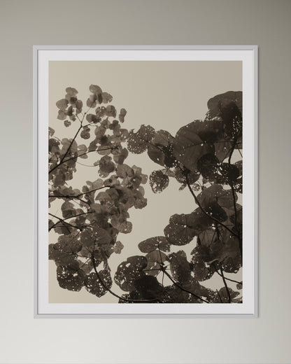 White box-framed botanical print of leaves on a neutral background by Francoise V Fine Art Gallery in Cape Town, South Africa.
