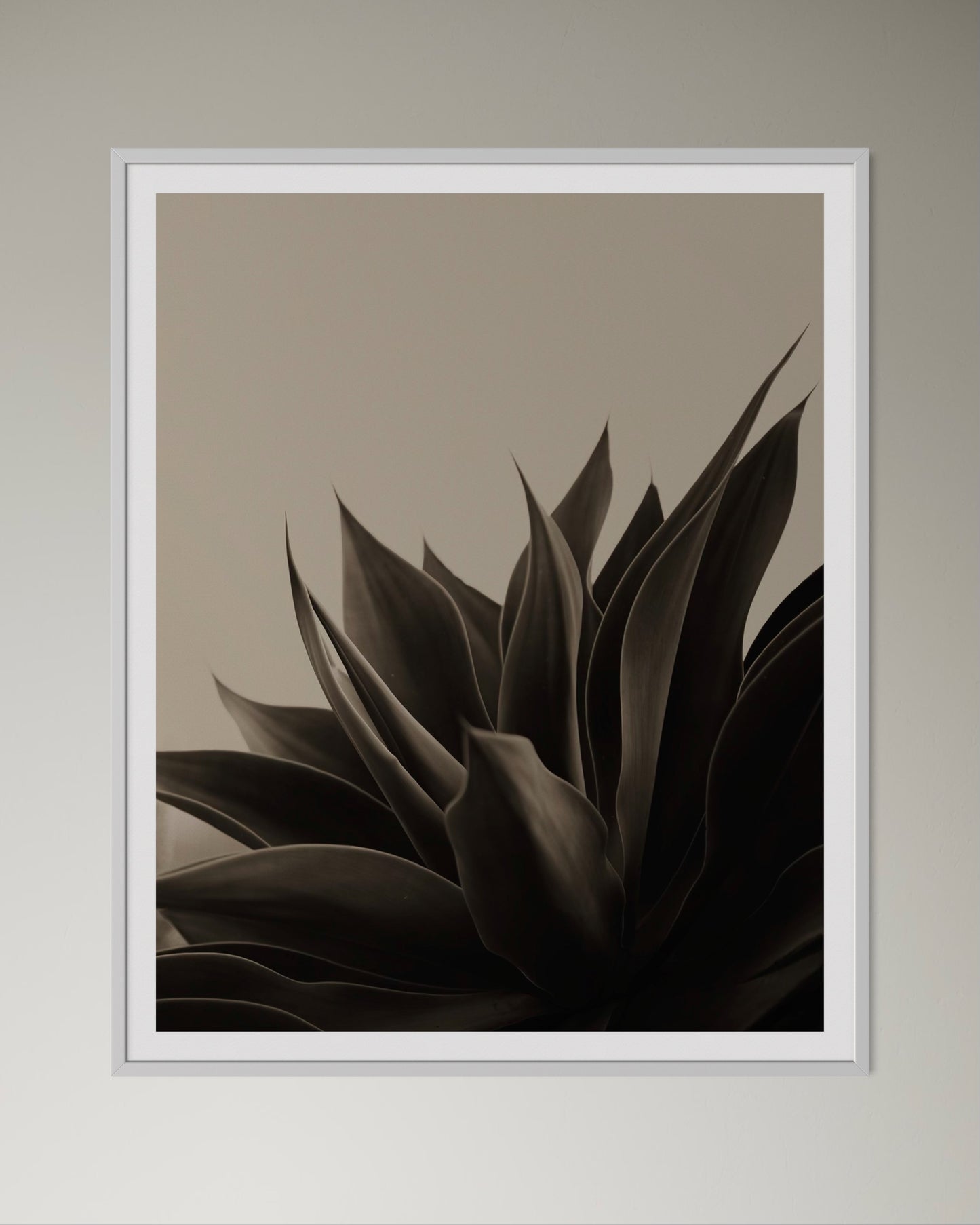 White box-framed artwork of aloe plant in black and beige by Francoise V Fine Art Gallery in Cape Town, South Africa.