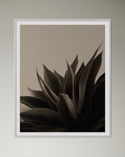 White box-framed artwork of aloe plant in black and beige by Francoise V Fine Art Gallery in Cape Town, South Africa.
