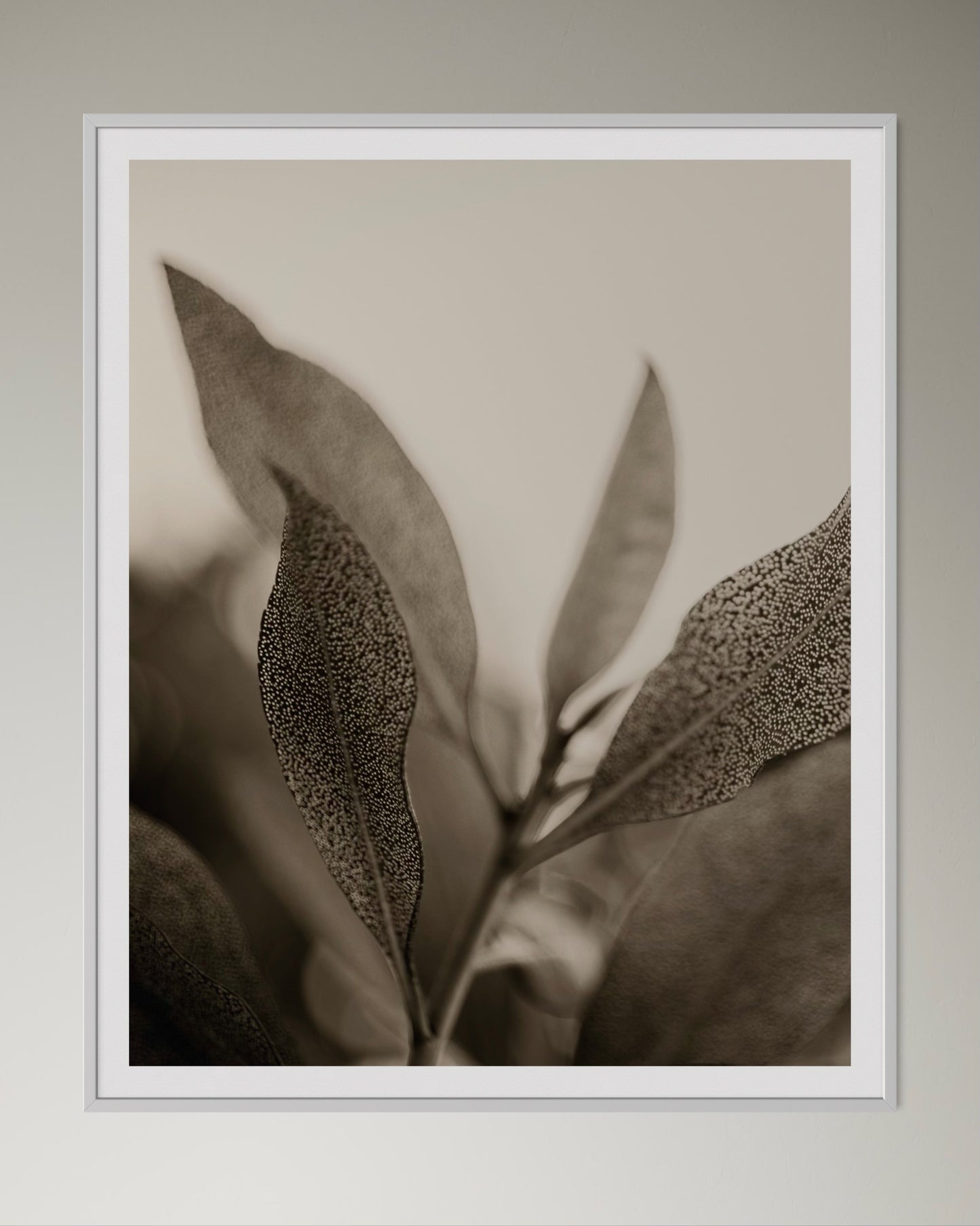 White box-framed artwork of a close-up of leaves with detailed texture on a light background by Francoise V Fine Art Gallery in Cape Town, South Africa.
