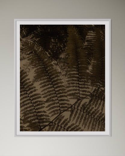 White box-framed artwork of earthy of close-up of ferns by Francoise V Fine Art Gallery in Cape Town, South Africa. 