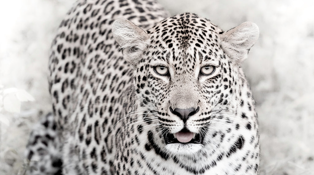 Artwork print of a portrait of a leopard by Francoise V Fine Art Gallery in Cape Town, South Africa