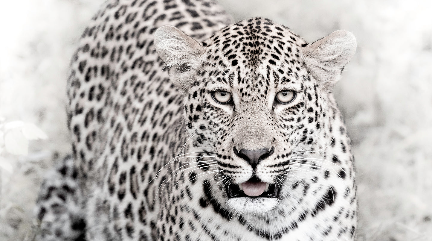 Artwork print of a portrait of a leopard by Francoise V Fine Art Gallery in Cape Town, South Africa