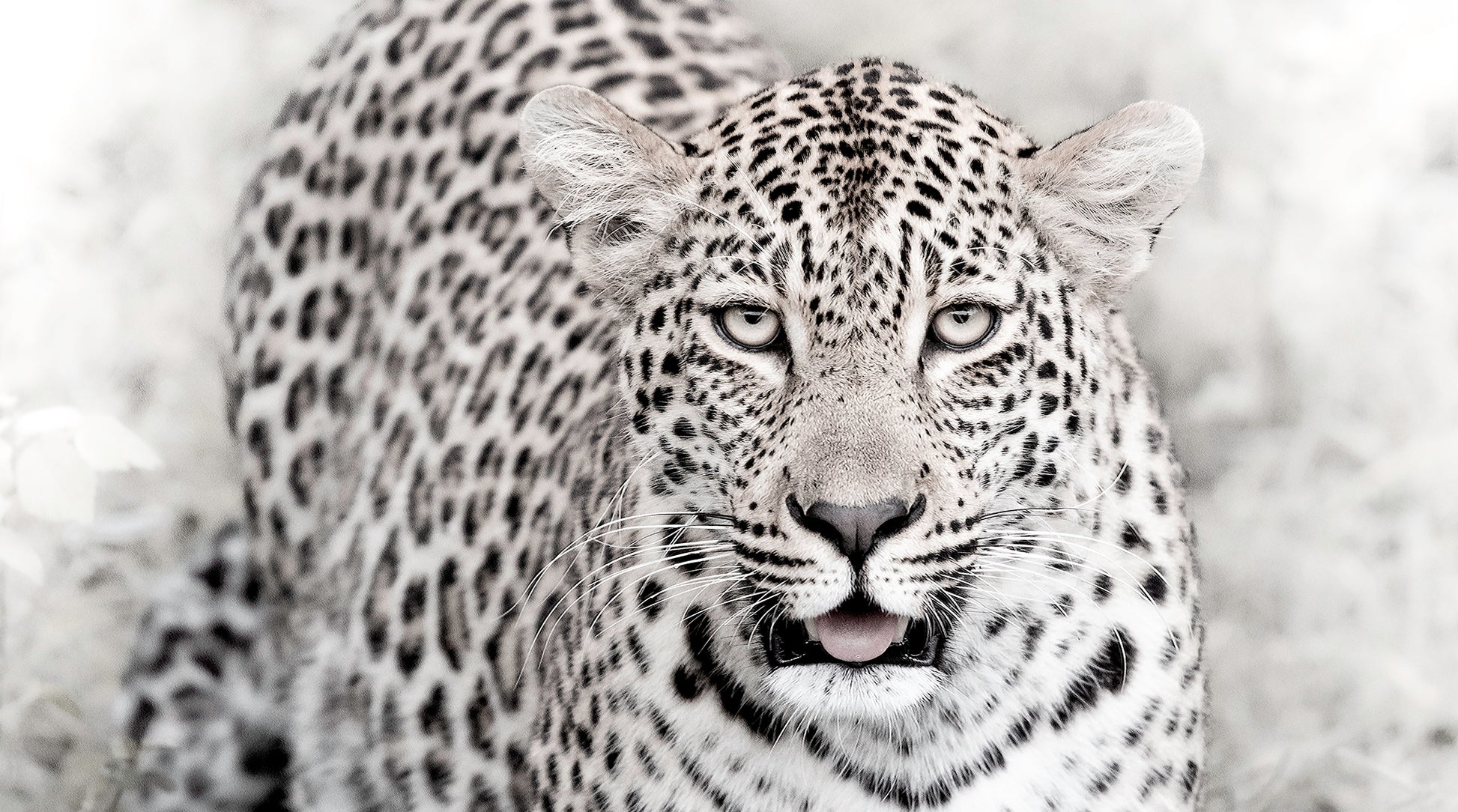 Artwork print of a portrait of a leopard by Francoise V Fine Art Gallery in Cape Town, South Africa