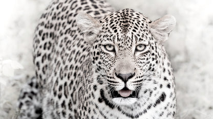 Artwork print of a portrait of a leopard by Francoise V Fine Art Gallery in Cape Town, South Africa