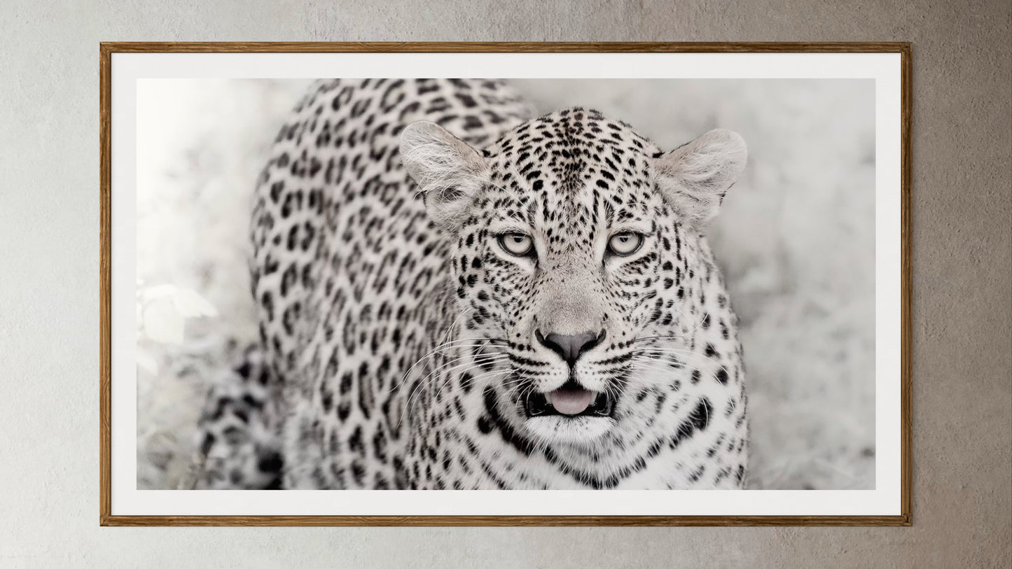 Natural Wood Kiaat framed artwork of a portrait of a leopard by Francoise V Fine Art Gallery in Cape Town, South Africa
